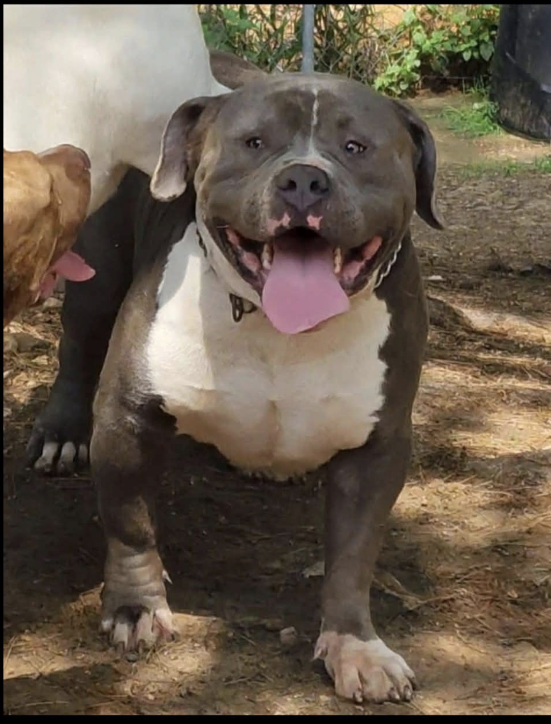 Dog Featured Image
