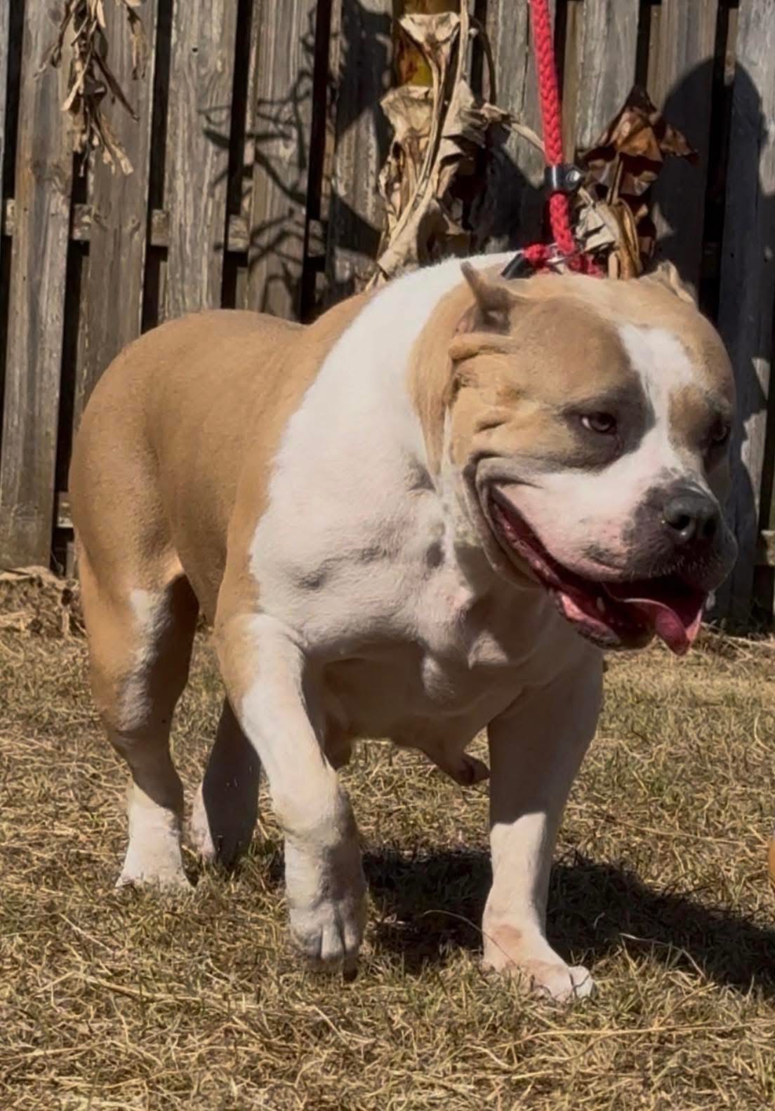Dog Featured Image