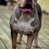 BWC Odin