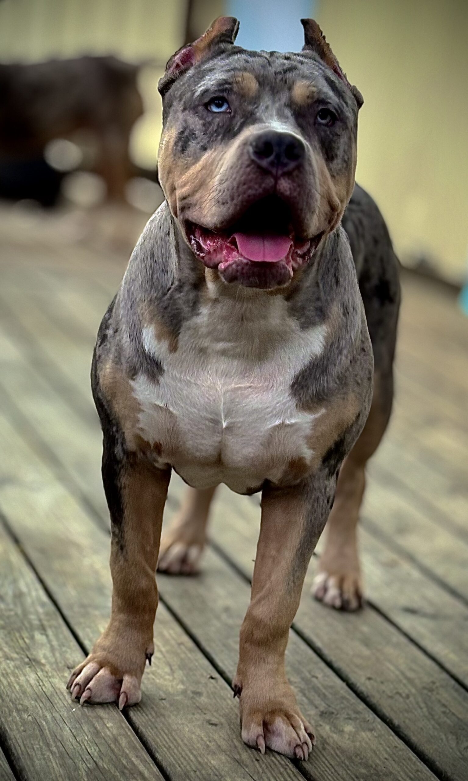 Dog Featured Image