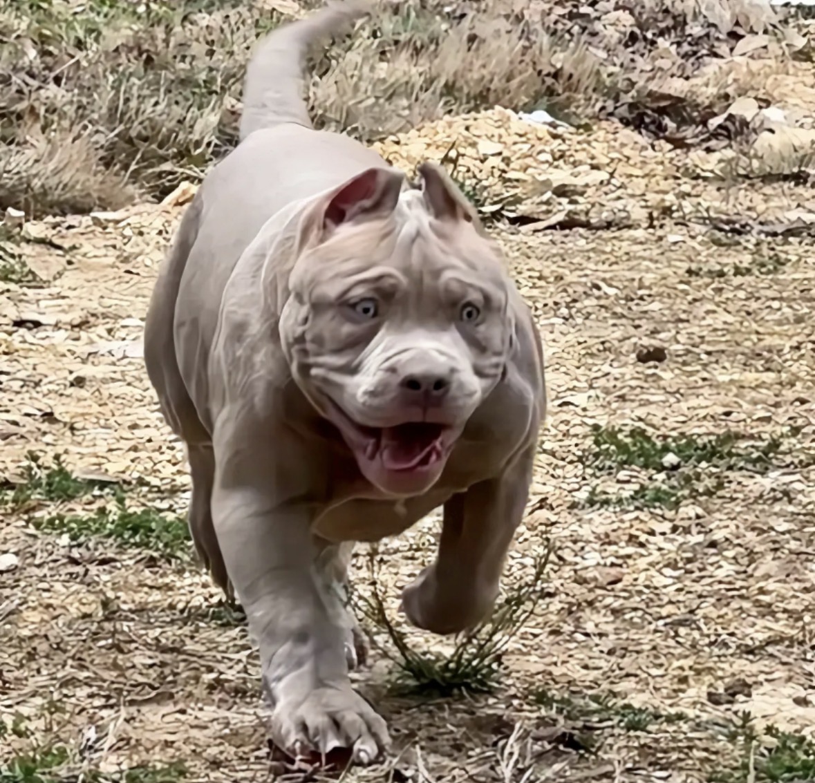 Dog Featured Image