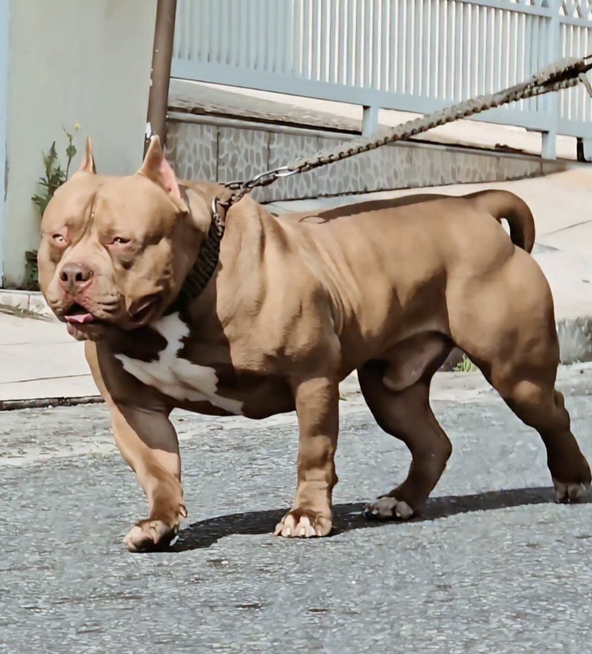 Dog Featured Image