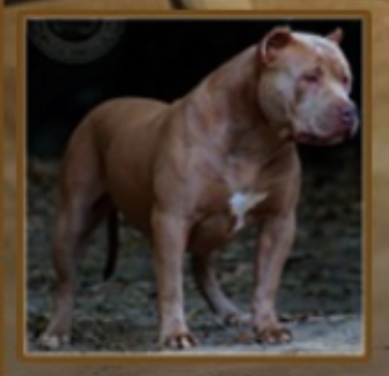 Dog Featured Image