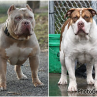 Zeus x Rosegold