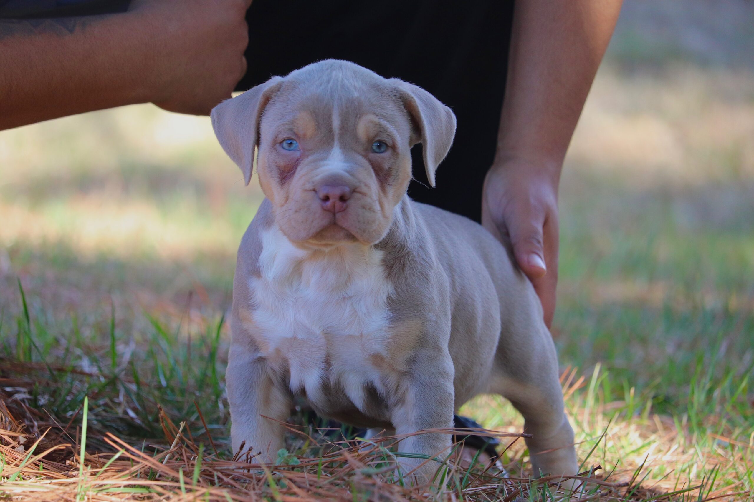 Dog Featured Image