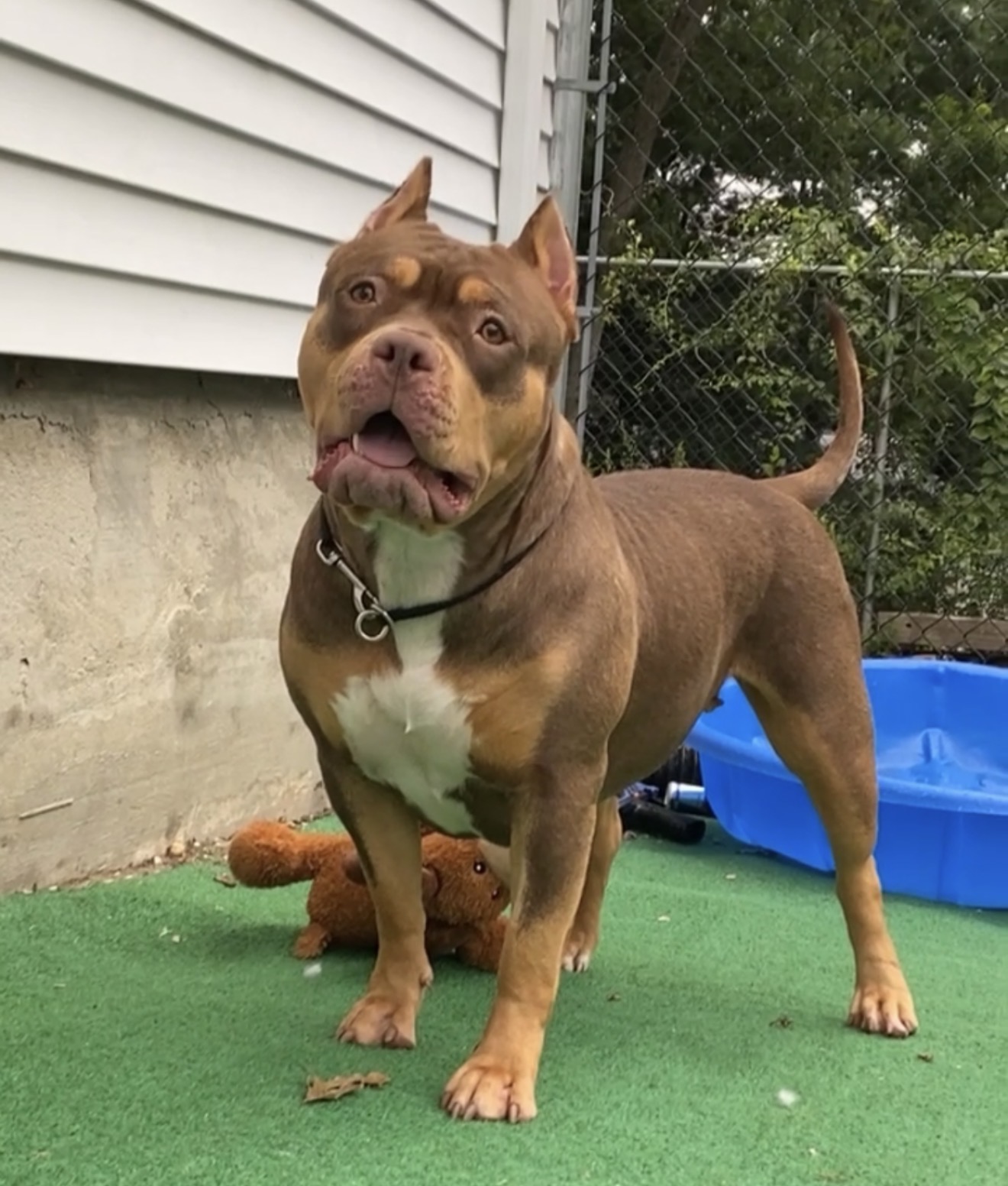 Dog Featured Image