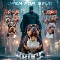 Bruce
