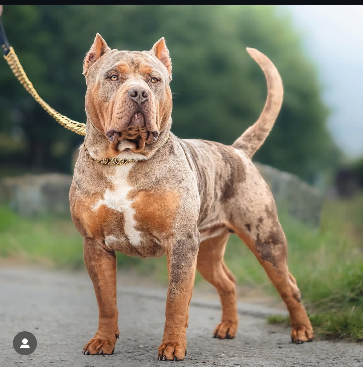 Dog Featured Image