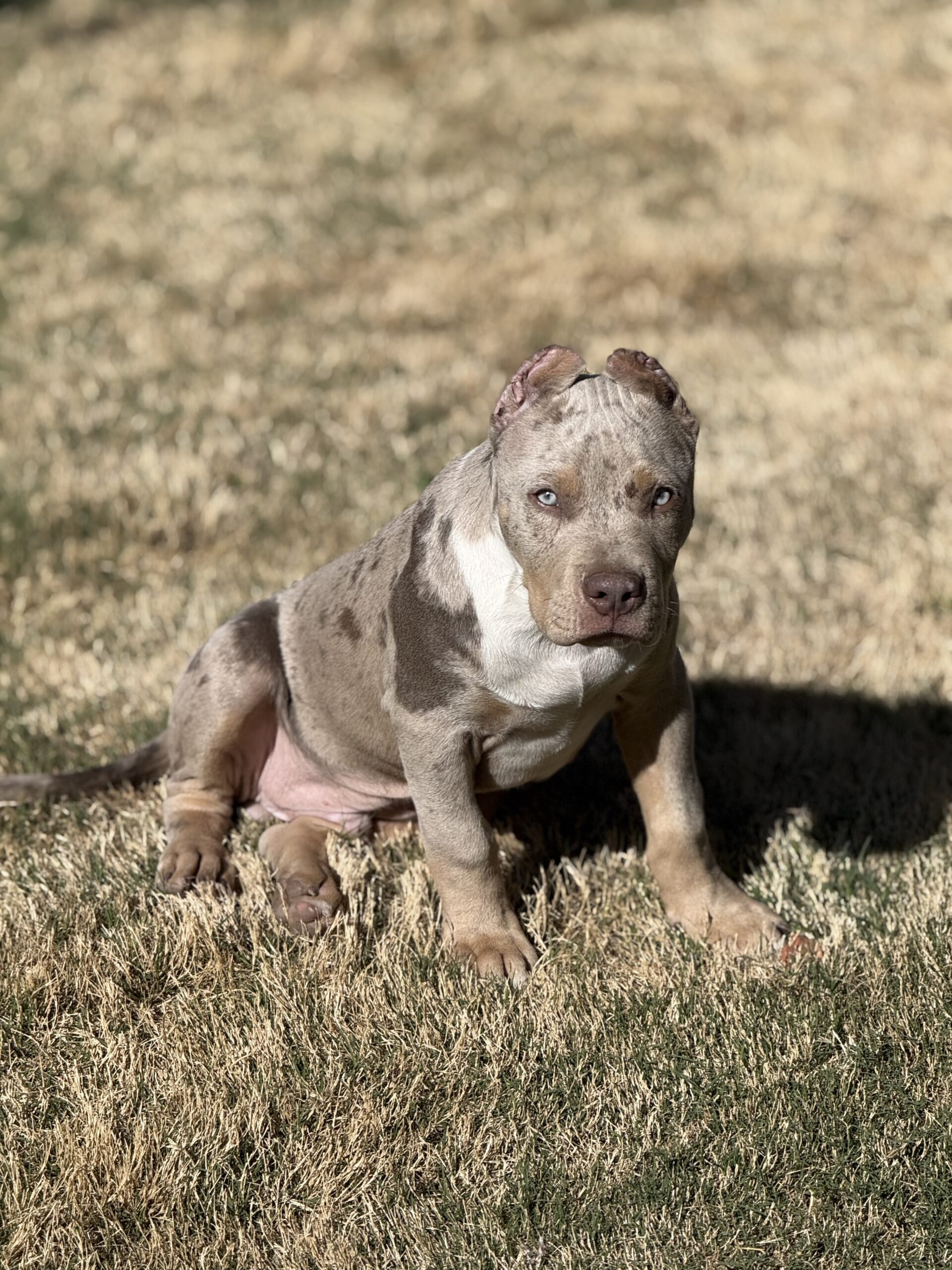 Dog Featured Image