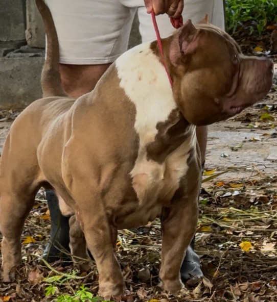 Dog Featured Image