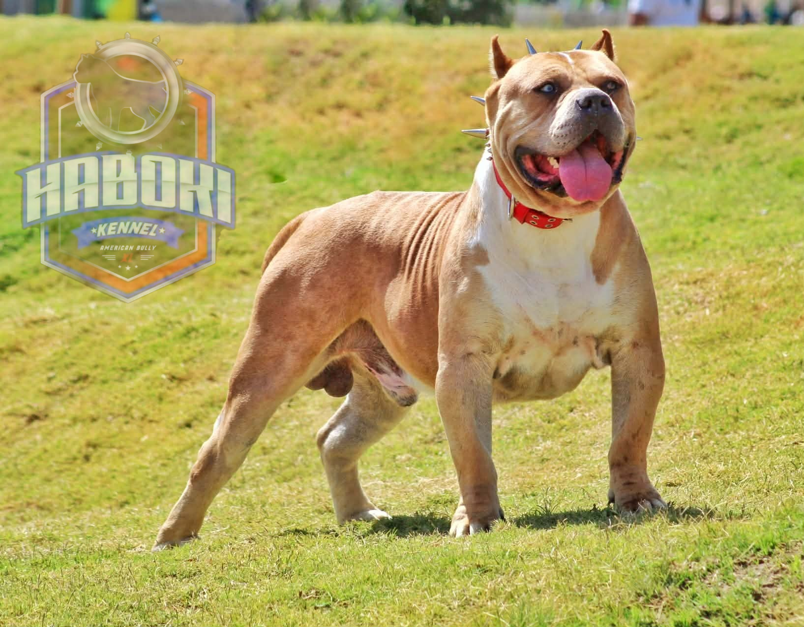 Dog Featured Image