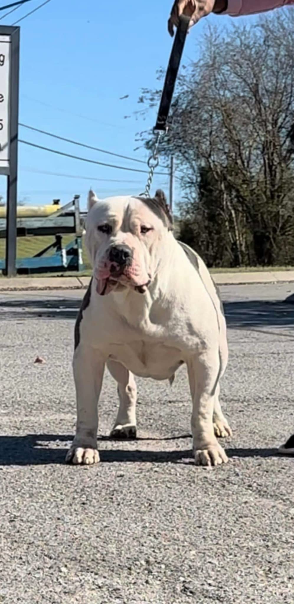 Dog Featured Image