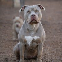 Dog Featured Image