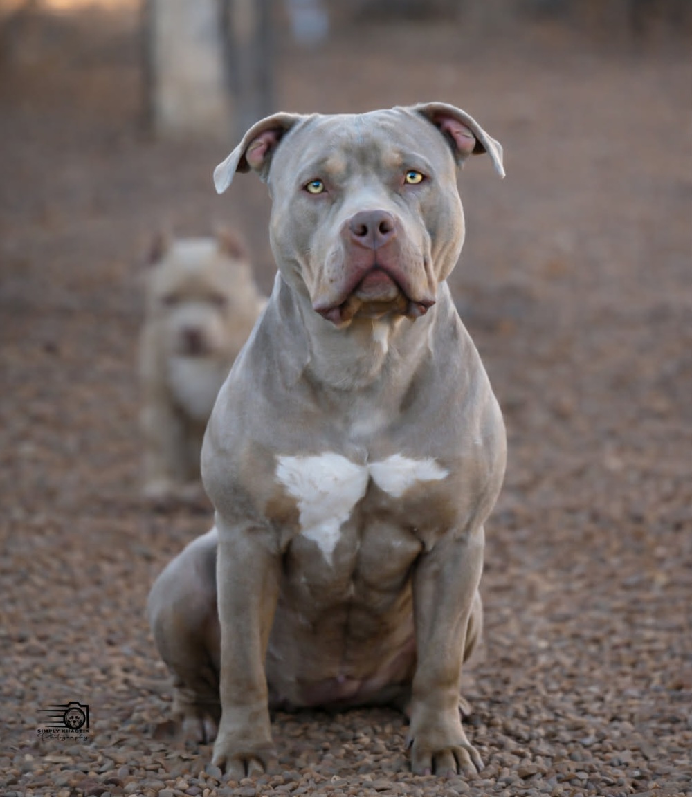 Dog Featured Image