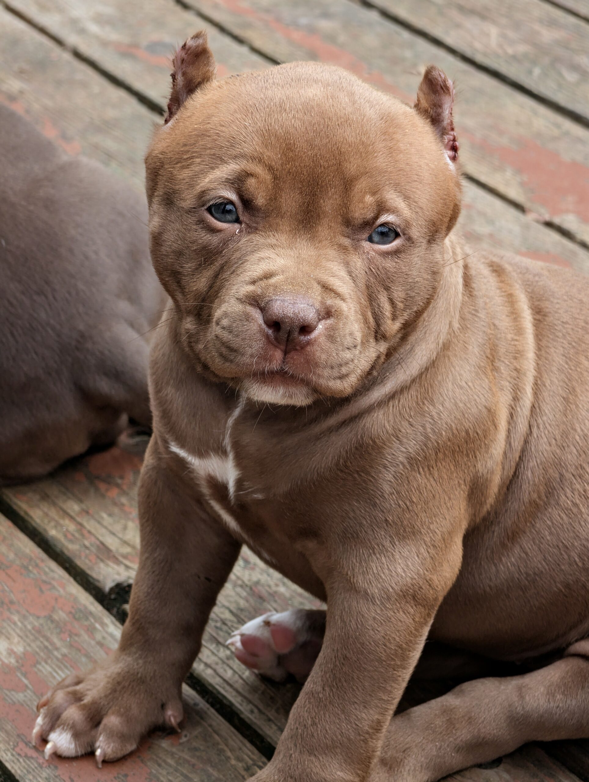Dog Featured Image