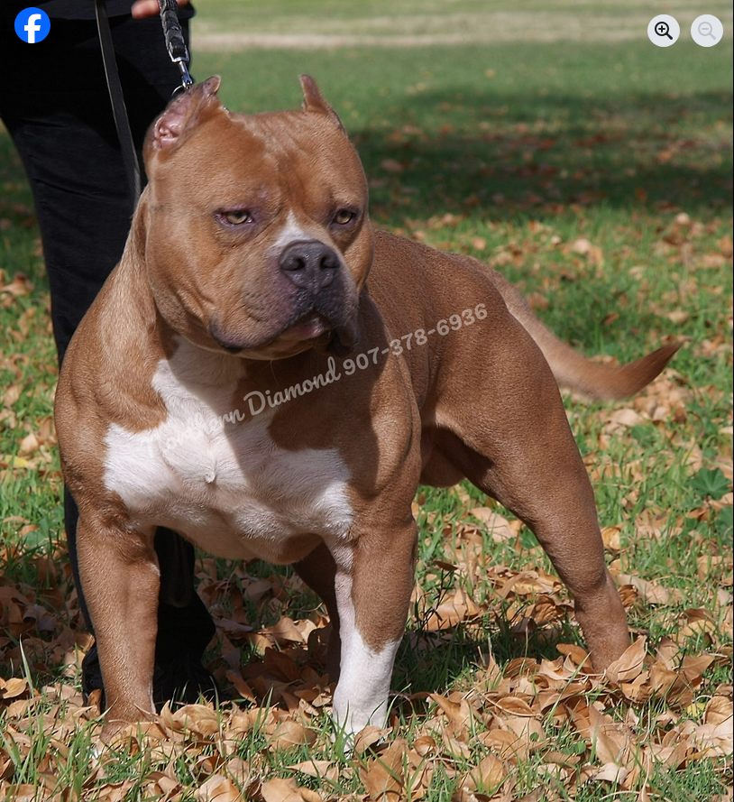 Dog Featured Image