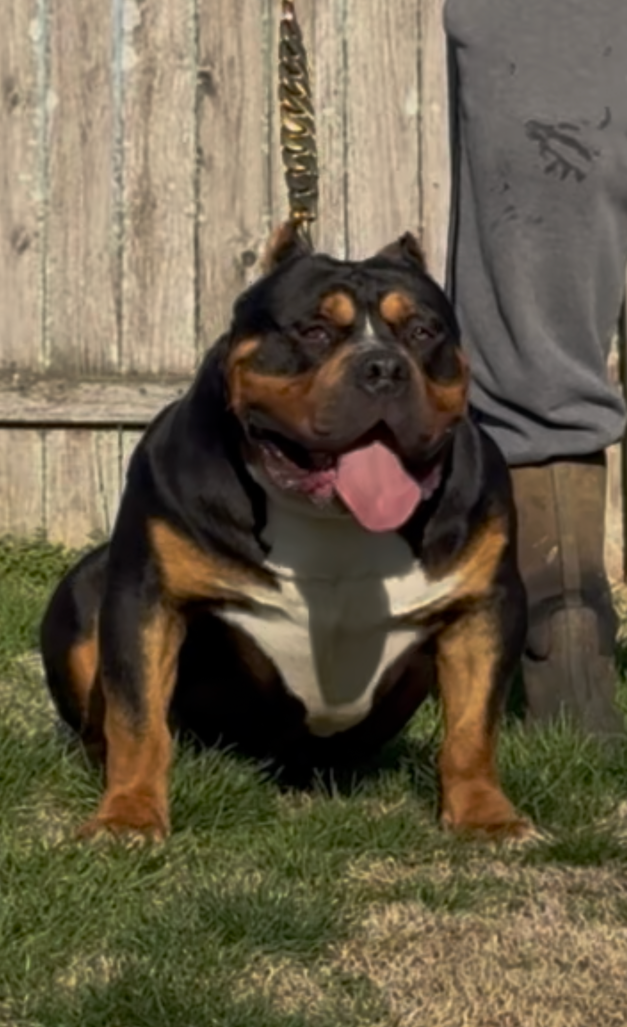 Dog Featured Image