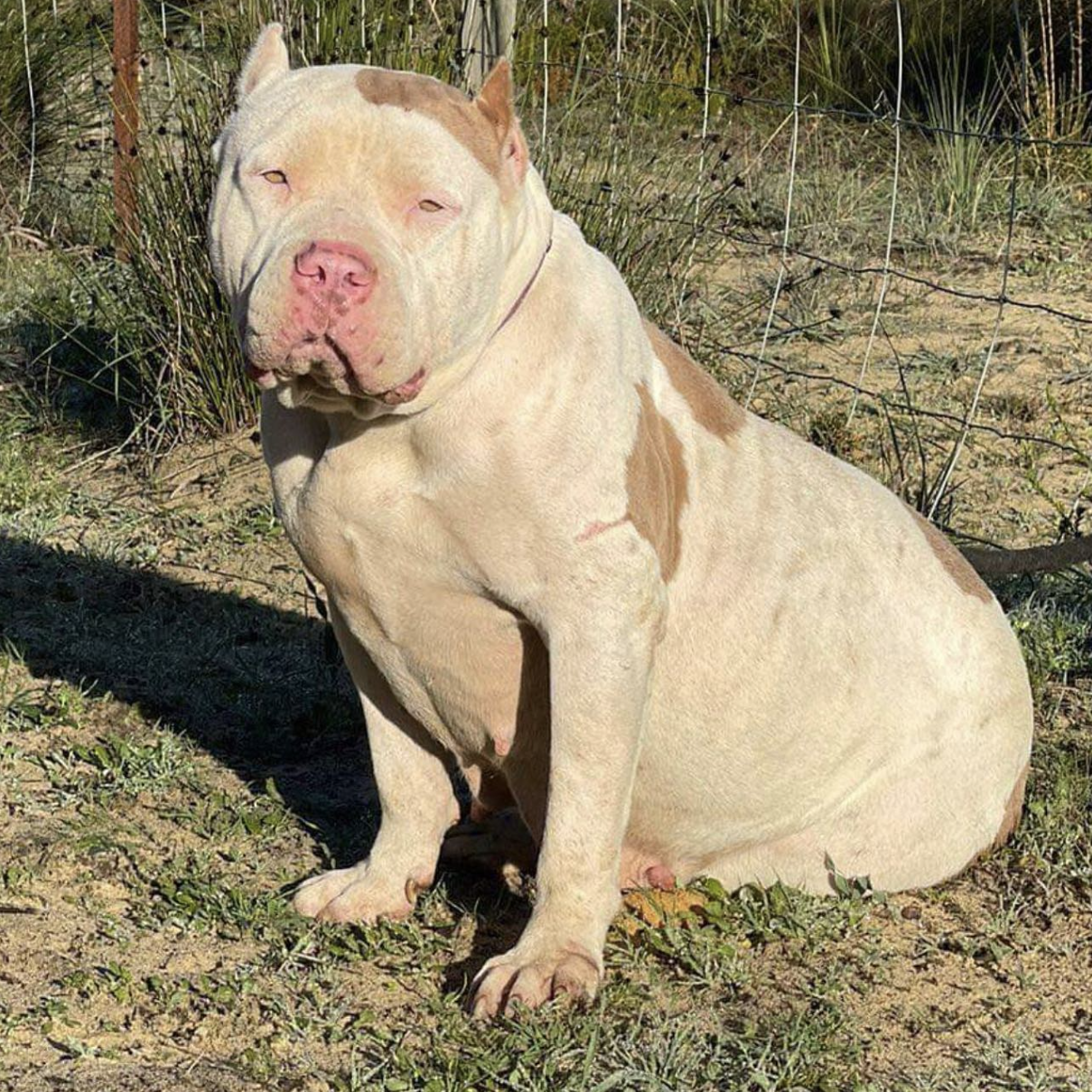 Dog Featured Image