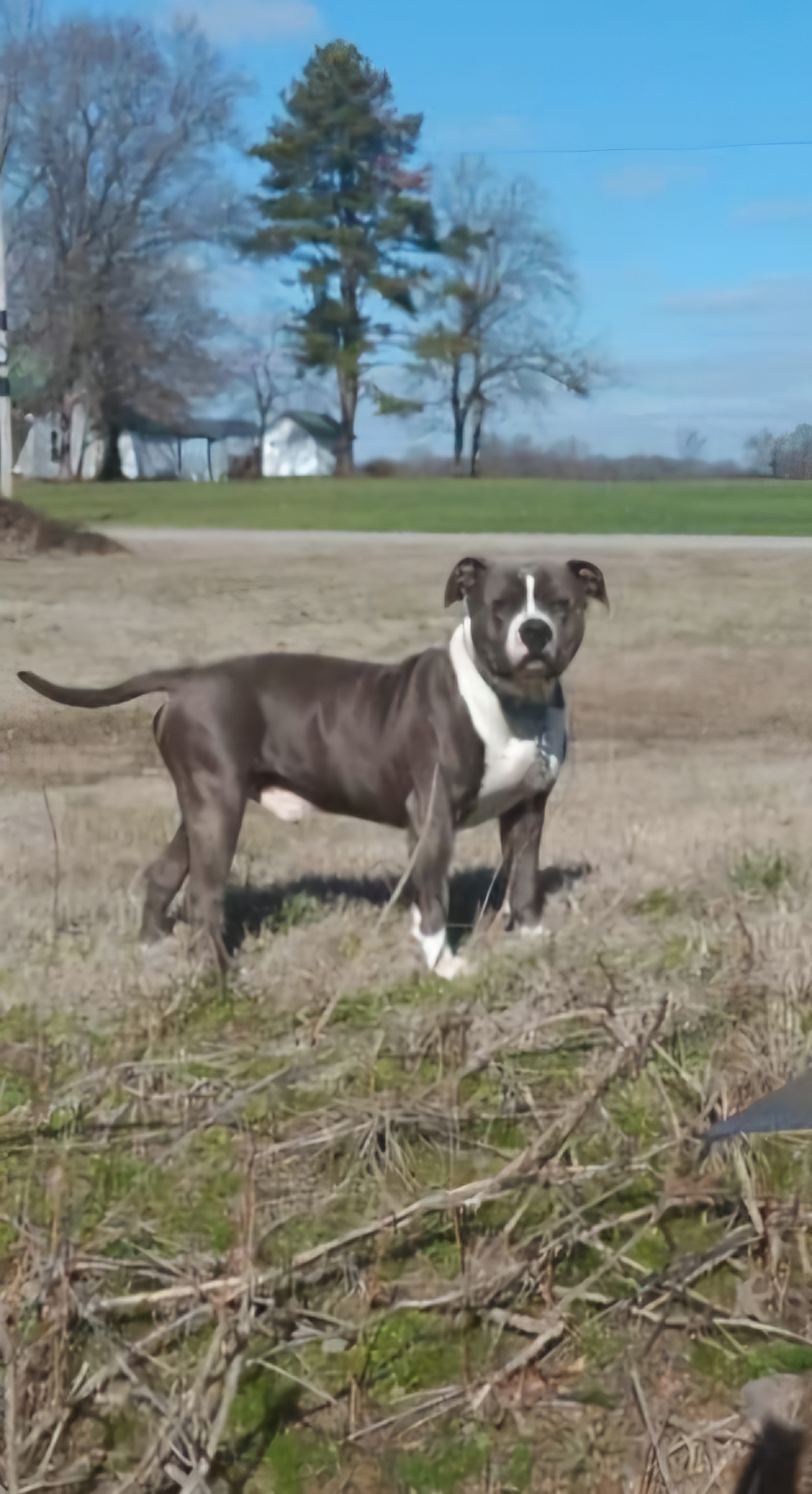 Dog Featured Image