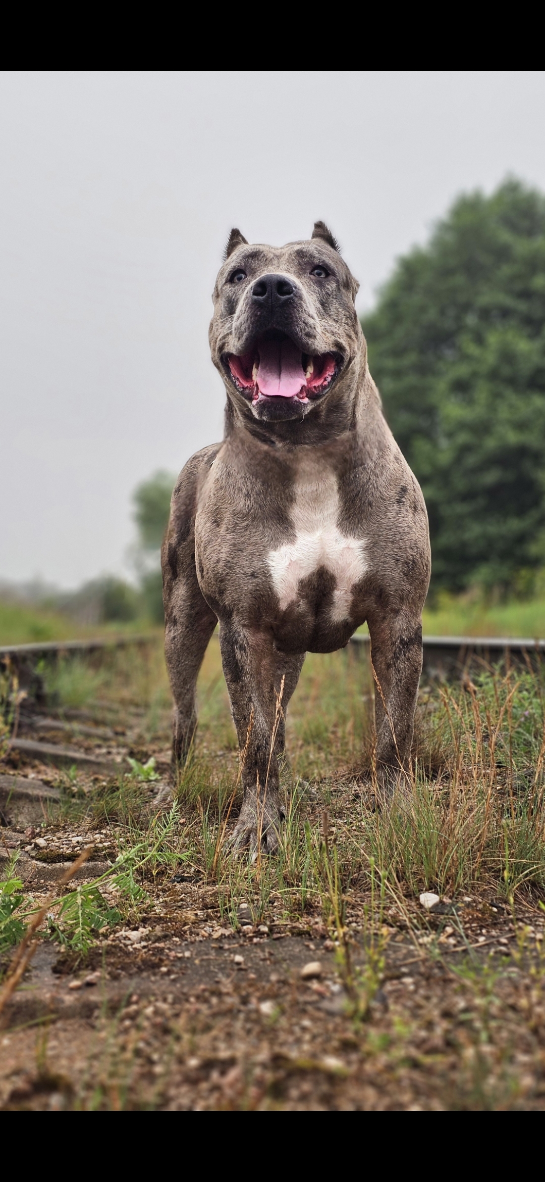 Dog Featured Image