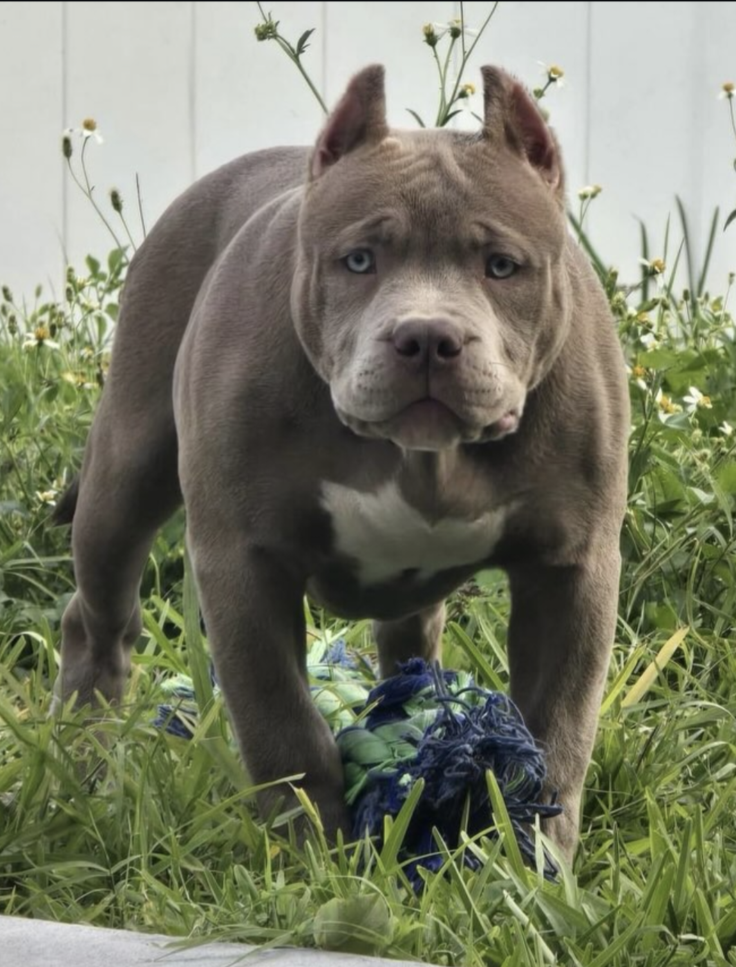 Dog Featured Image