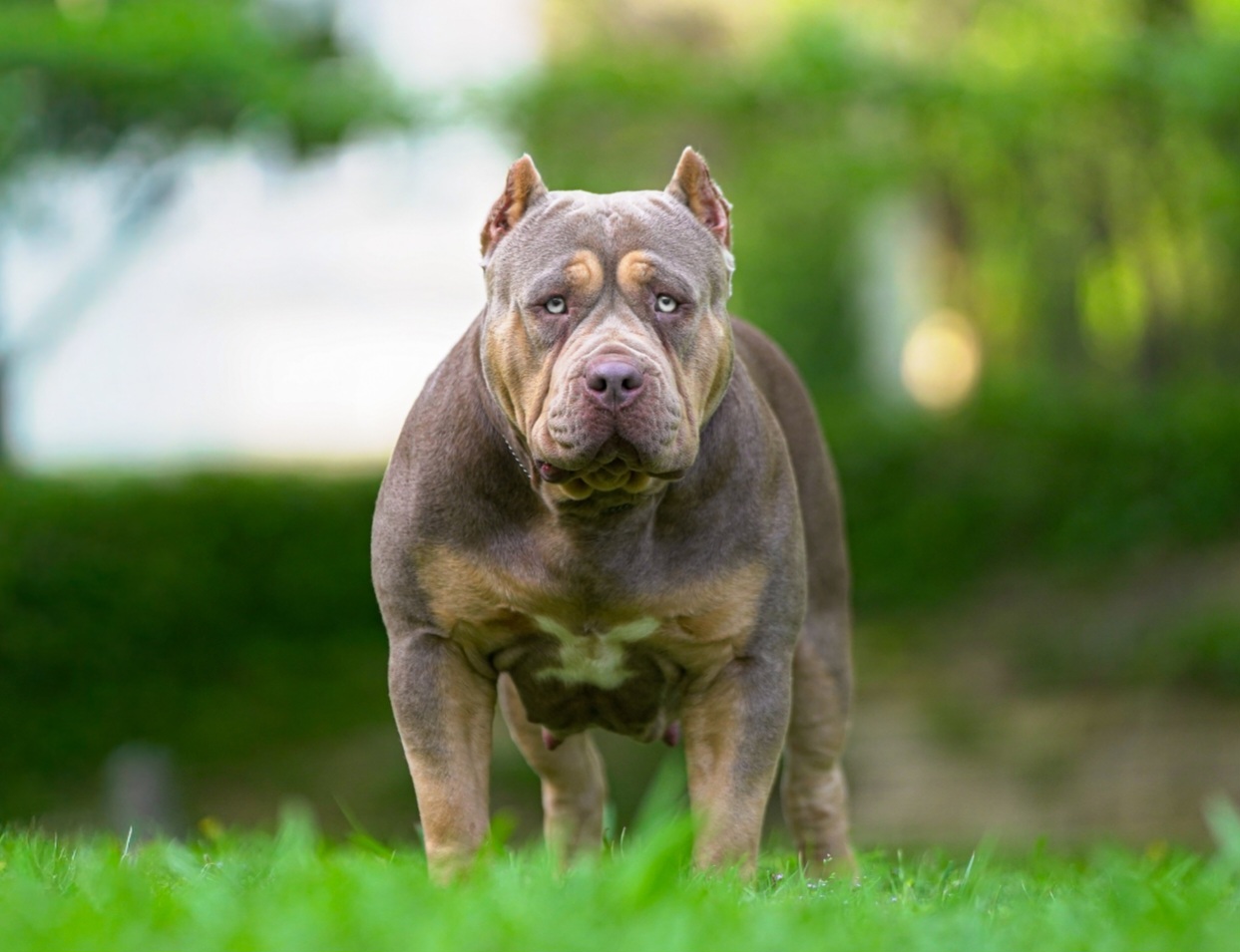 Dog Featured Image