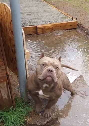 Dog Featured Image