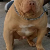 TORETTO RED MONSTER