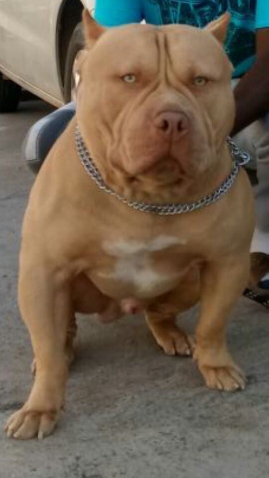 Dog Featured Image