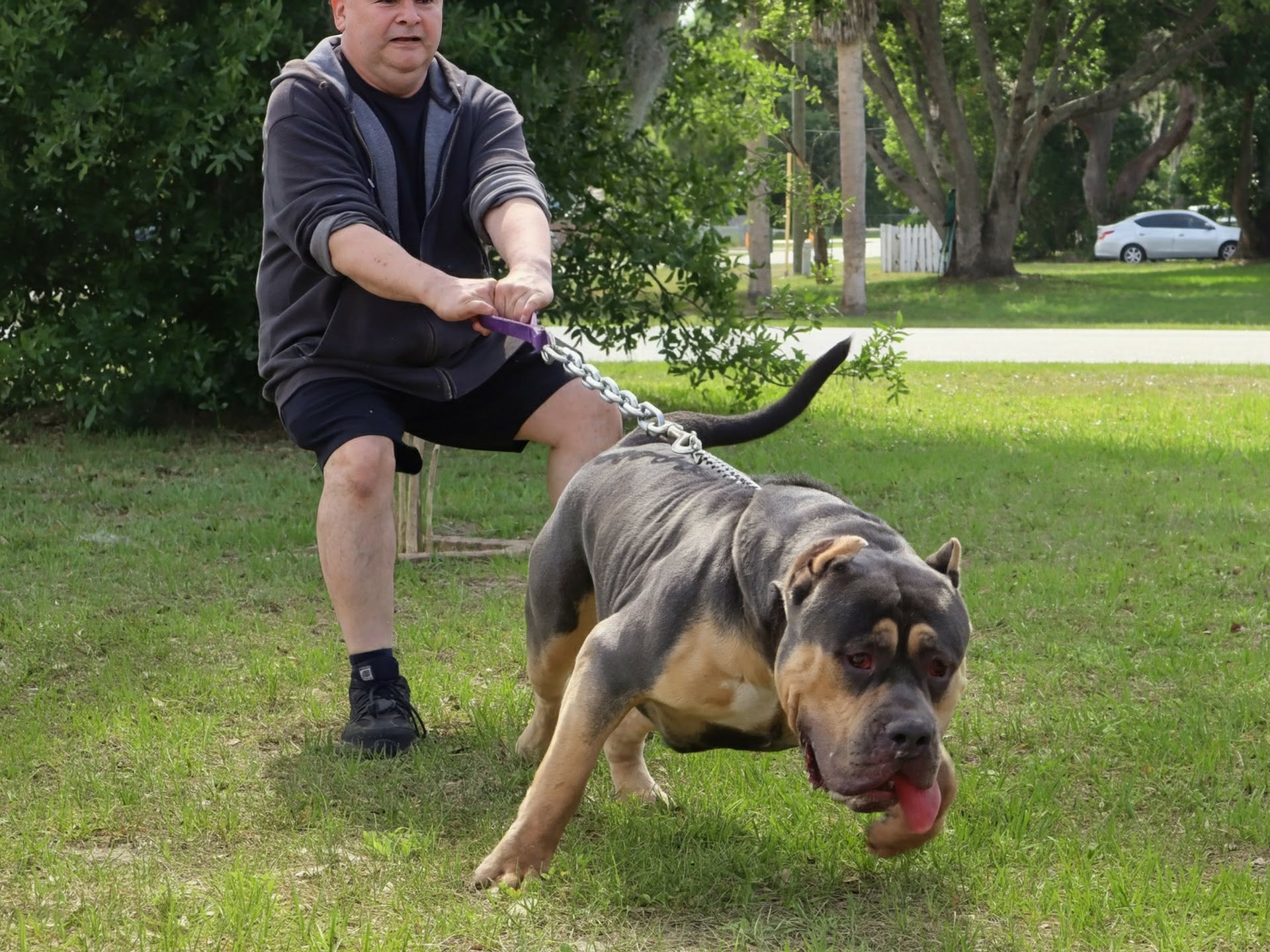 Dog Featured Image