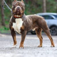 GHB Axel