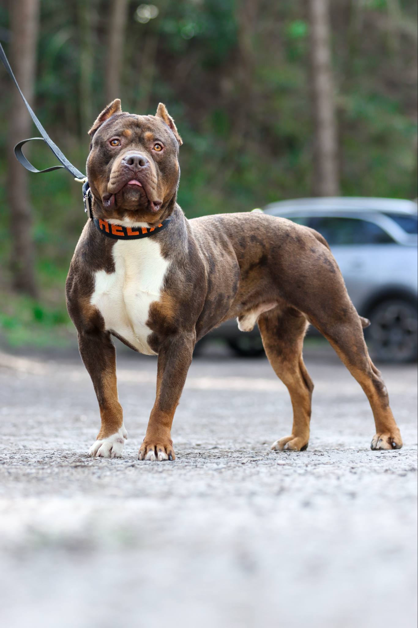 Dog Featured Image