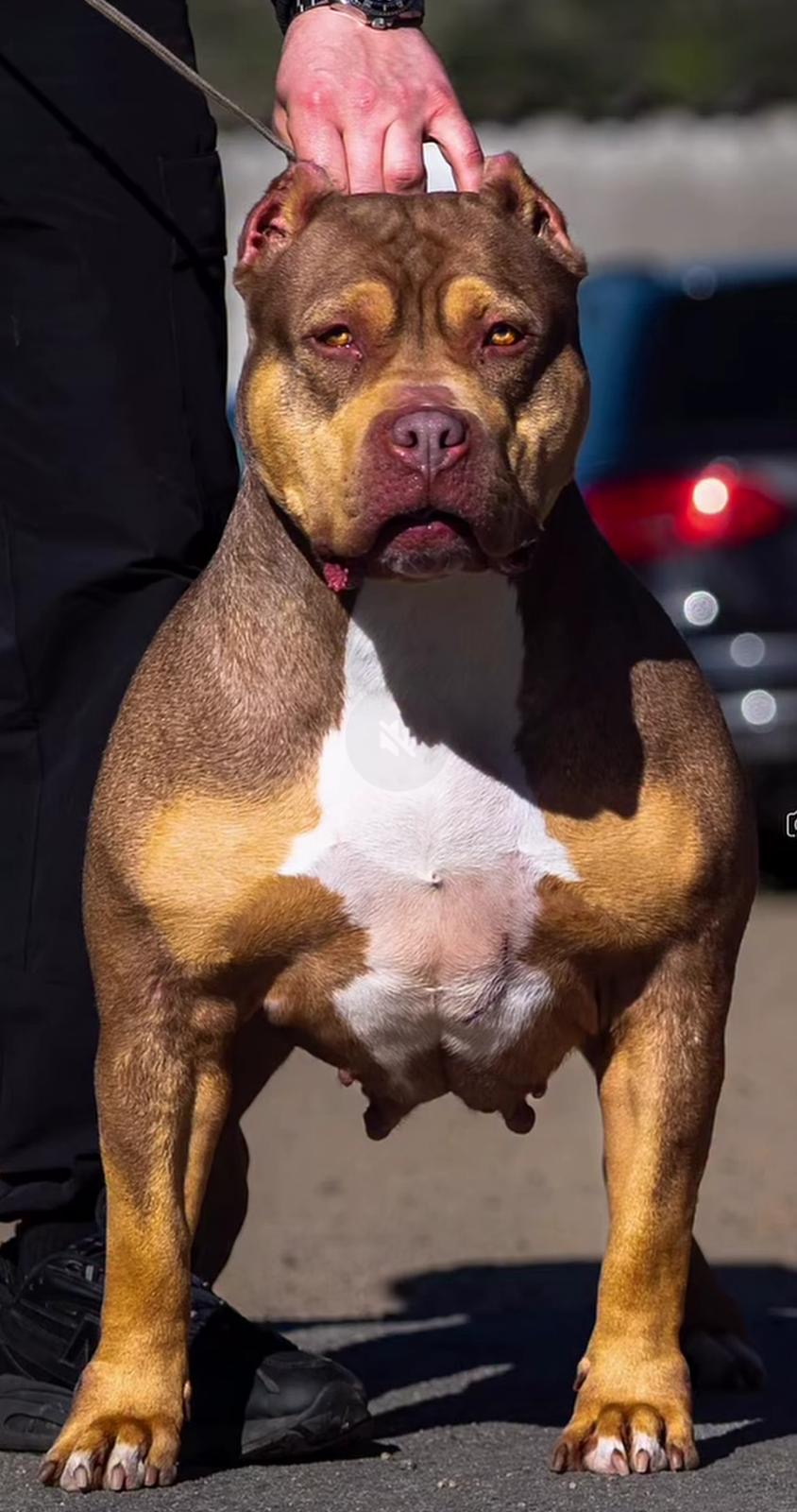 Dog Featured Image