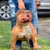 A-J’s Canelo