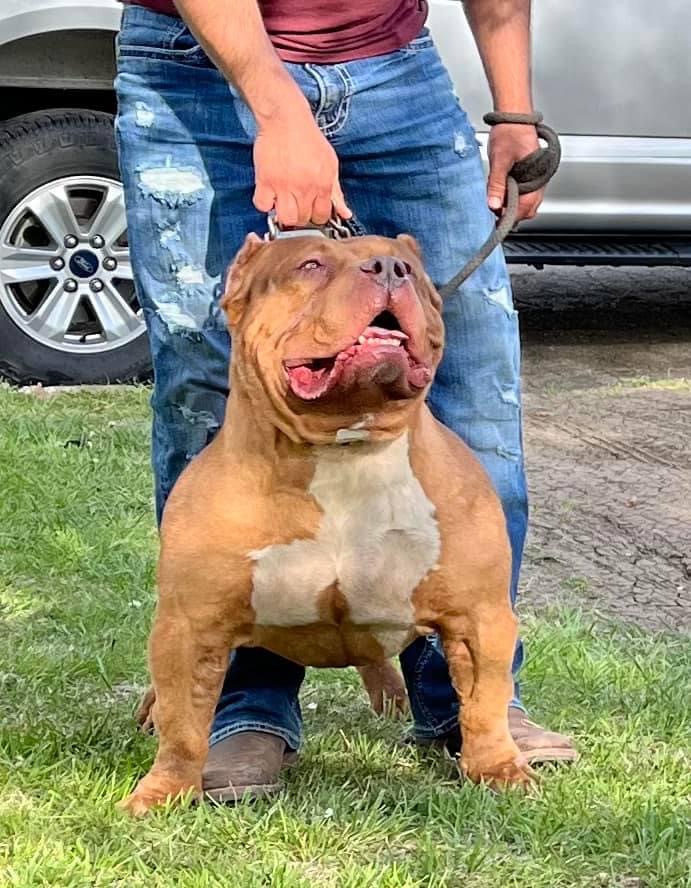 Dog Featured Image