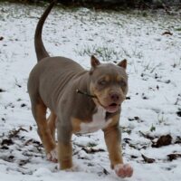 Sumo’s Nala