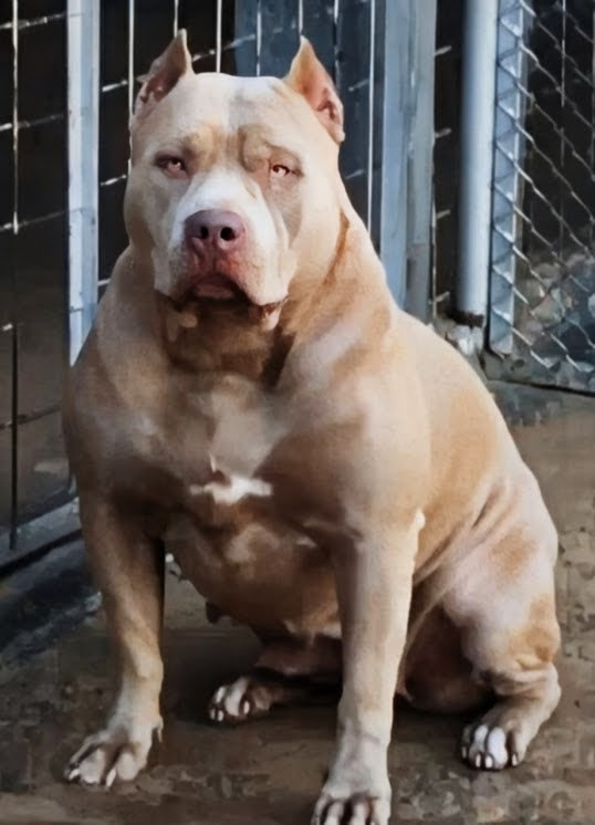 Dog Featured Image