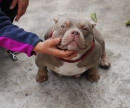 Dog Featured Image