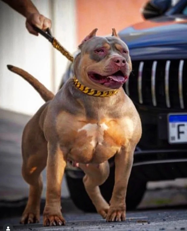Dog Featured Image