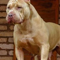 JUNQUEIRA MONSTER LHOREN