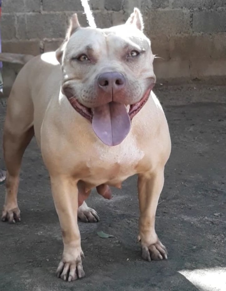 Dog Featured Image
