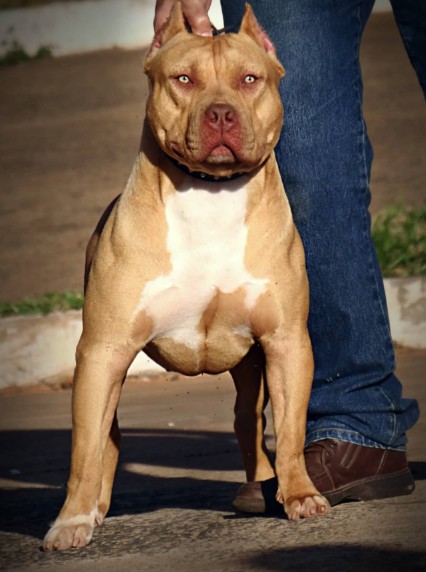 Dog Featured Image