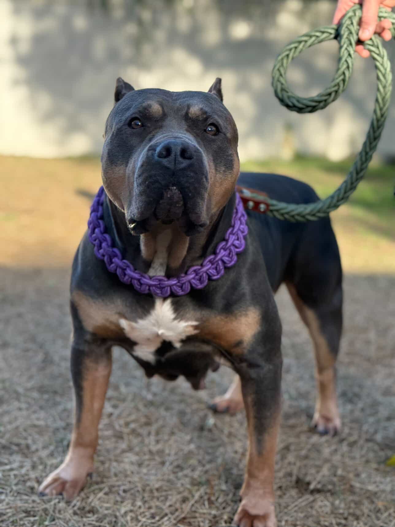 Dog Featured Image