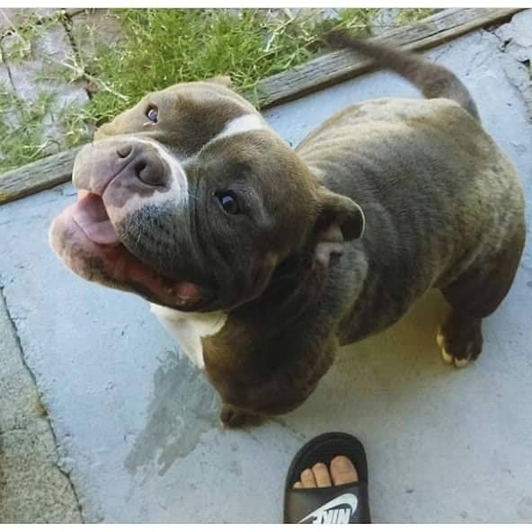 Dog Featured Image