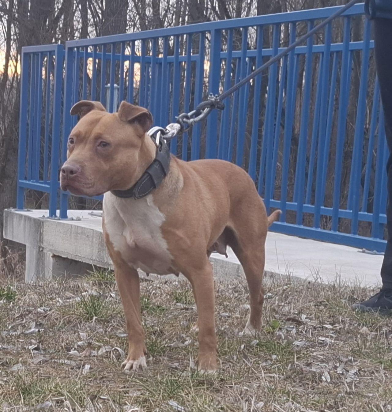 Dog Featured Image