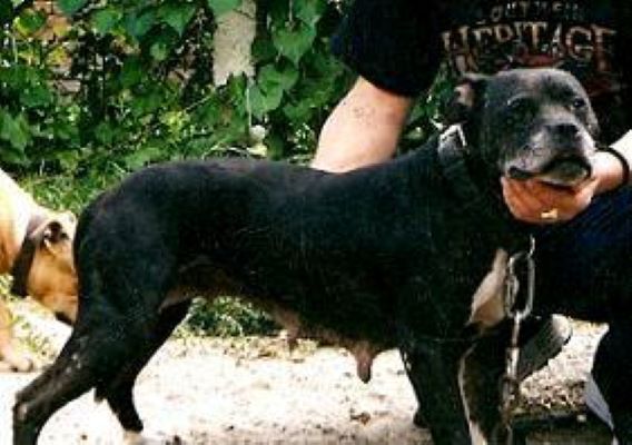 Dog Featured Image