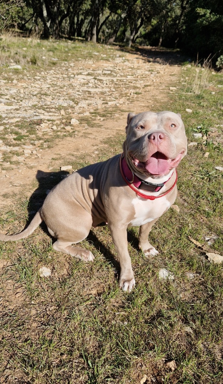 Dog Featured Image