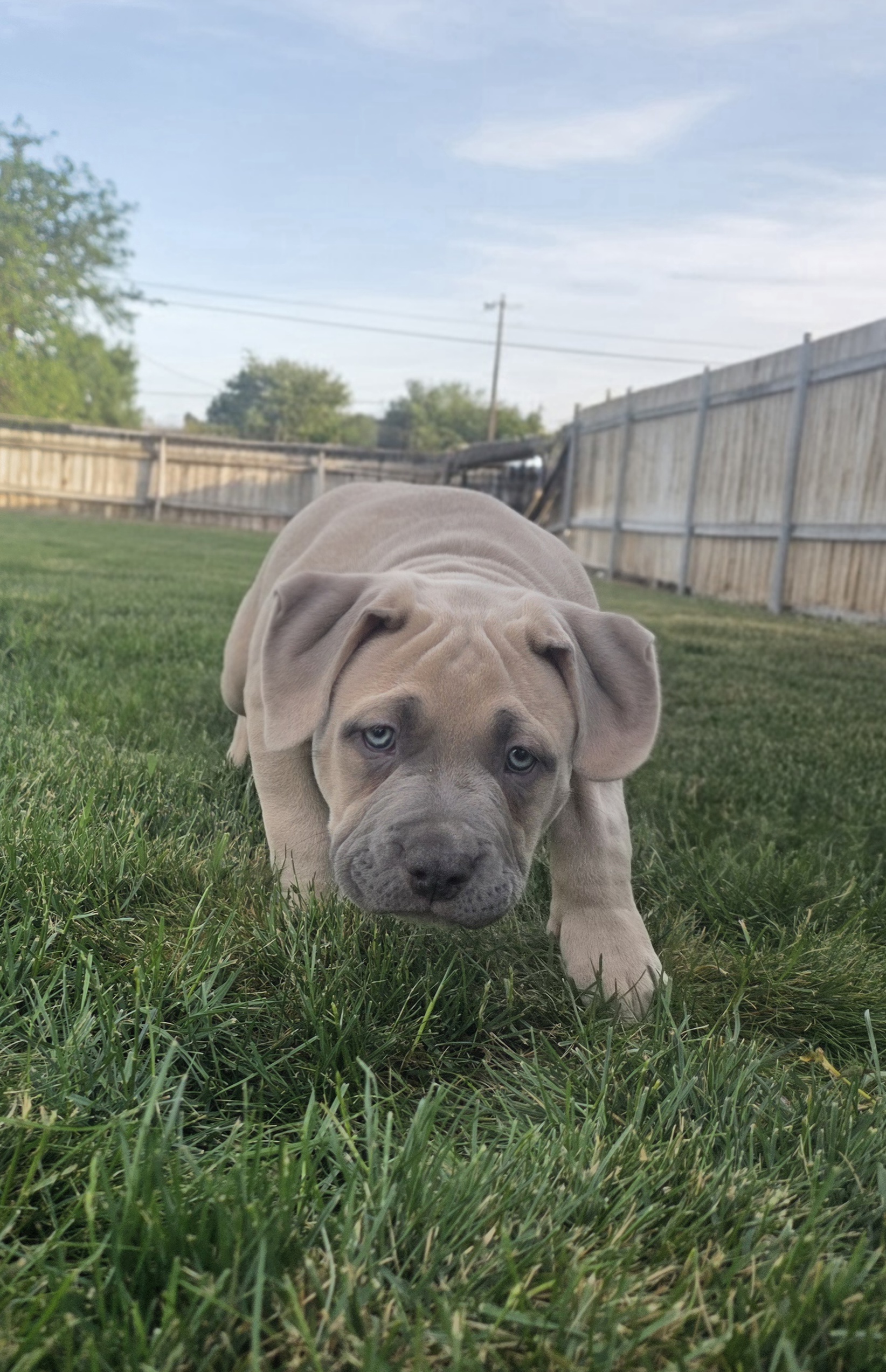 Dog Featured Image