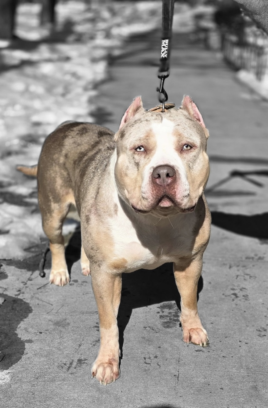 Dog Featured Image