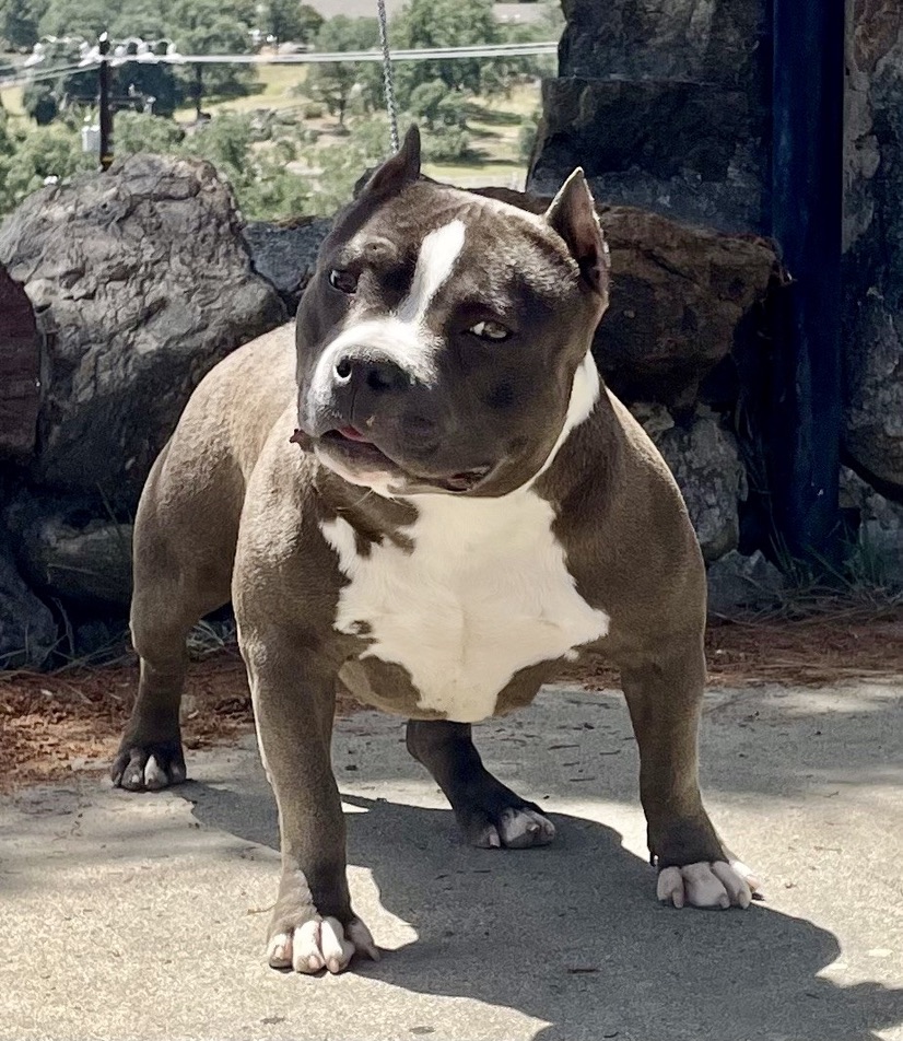 Dog Featured Image